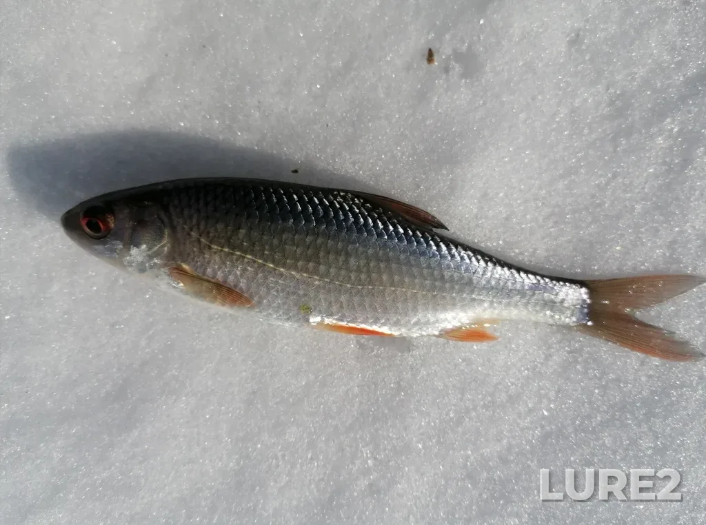Roach — Bolshoy Agardyash, Mar 25, 2025, 9:49 AM