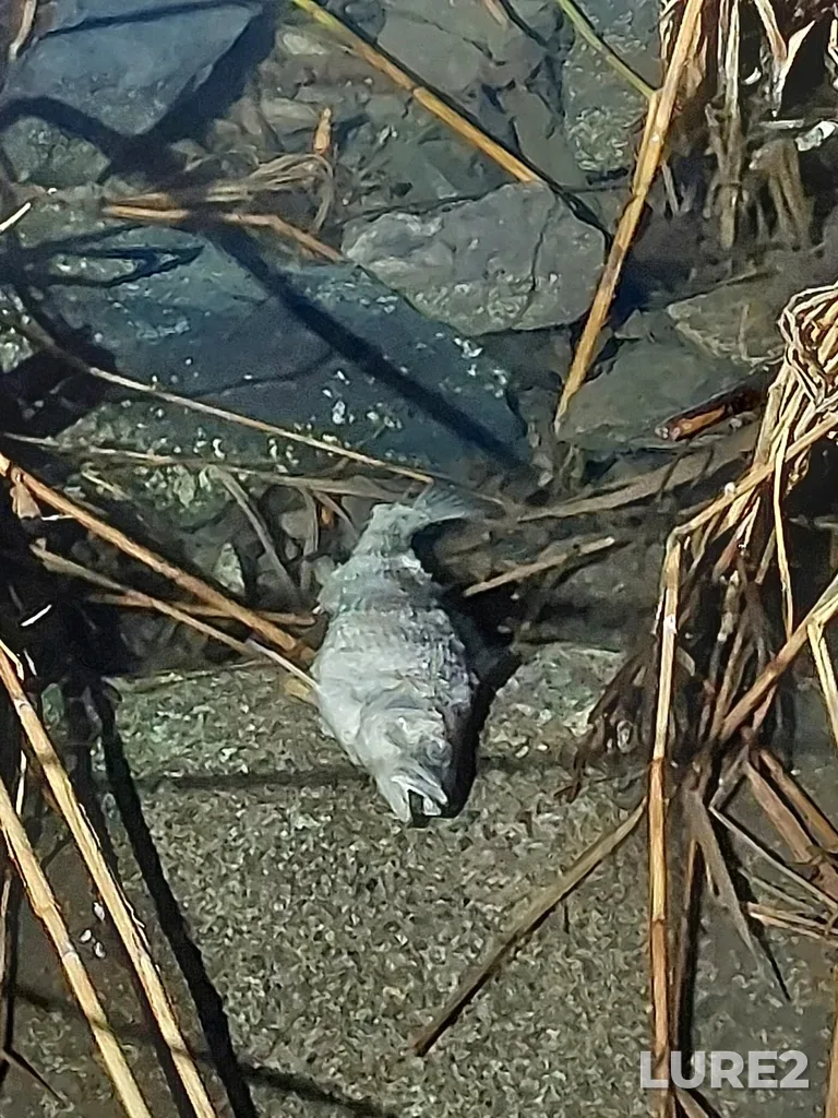 Yellow perch — Étang Angrignon, Mar 27, 2025, 1:24 PM