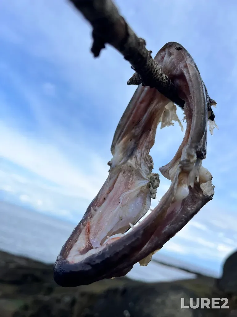 Lingcod — Strait of Georgia, Mar 31, 2025, 2:20 PM