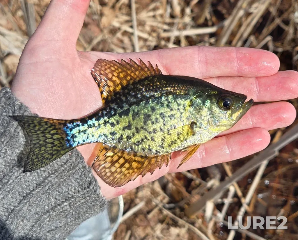 Black crappie — Pigeon Lake, Apr 06, 2025, 1:37 PM