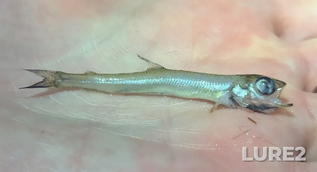 Rainbow smelt — Chamcook Harbour, Apr 07, 2025, 9:27 PM