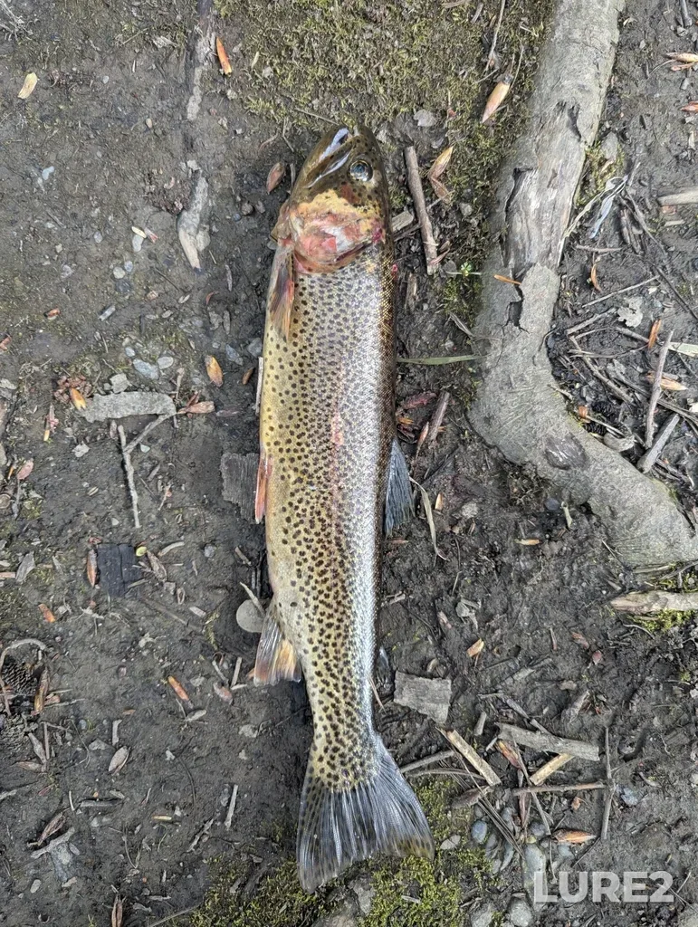 Cutthroat trout — Vedder River, Apr 13, 2025, 4:17 PM