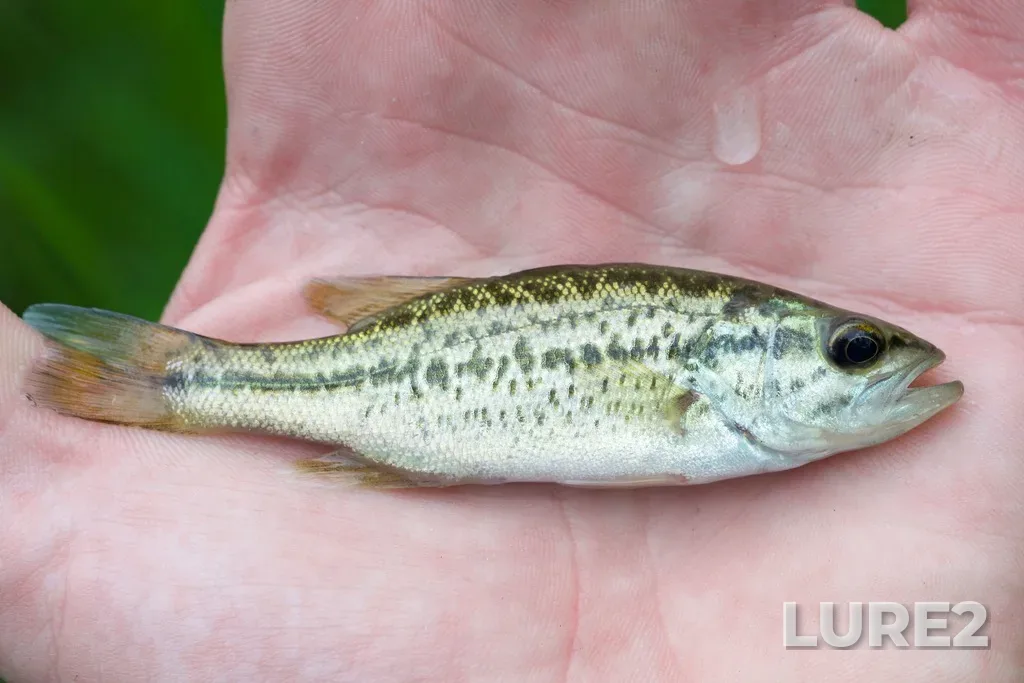 Largemouth bass — Rouge River, Jun 15, 2019, 7:17 AM
