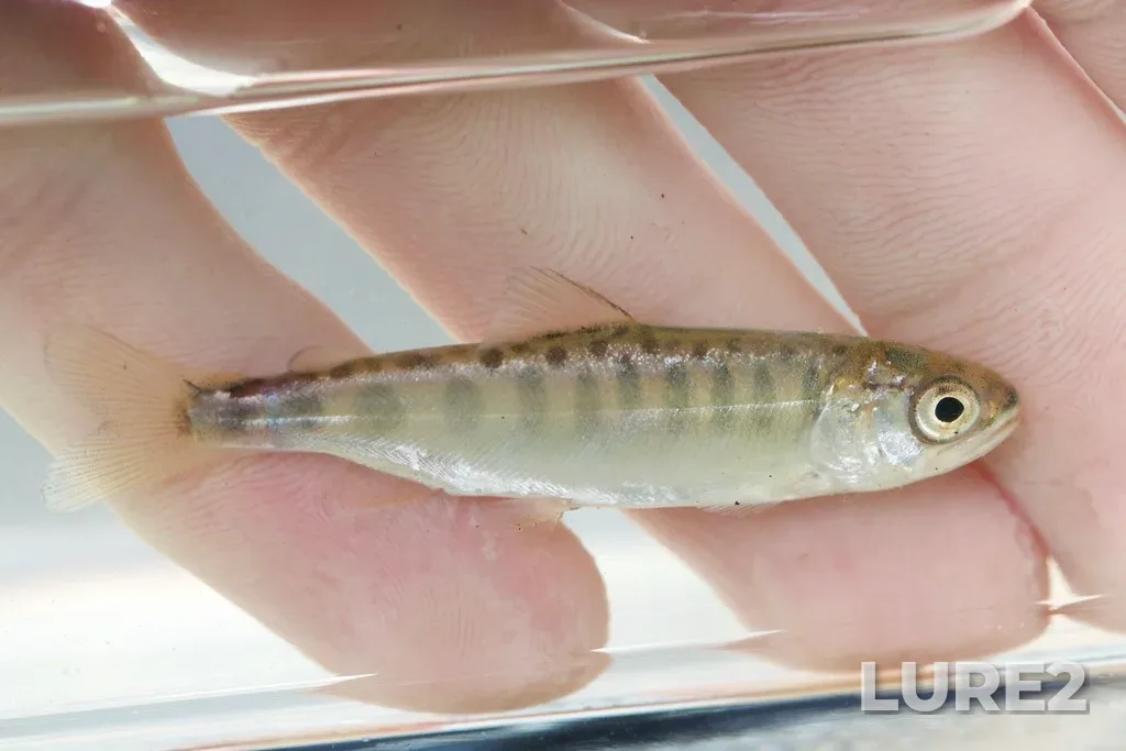 Chinook salmon — Rouge River, Jun 15, 2019, 8:40 AM