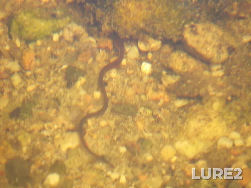European eel — St. Margarets Bay, Jun 15, 2019, 1:52 PM