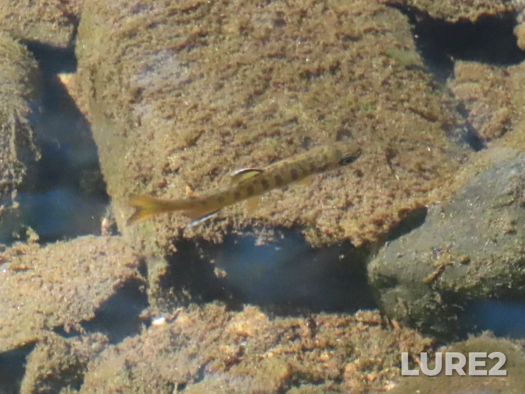 Coho salmon — Pike Lake, Apr 17, 2025, 11:39 AM