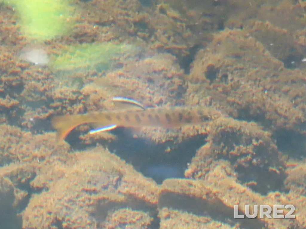 Coho salmon — Pike Lake, Apr 17, 2025, 11:39 AM