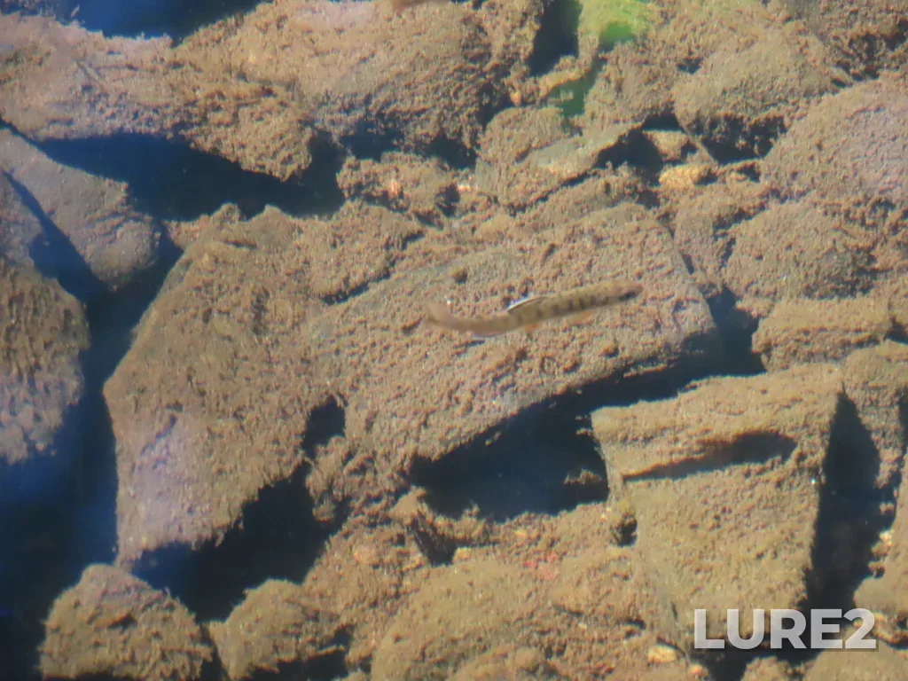 Coho salmon — Pike Lake, Apr 17, 2025, 11:39 AM