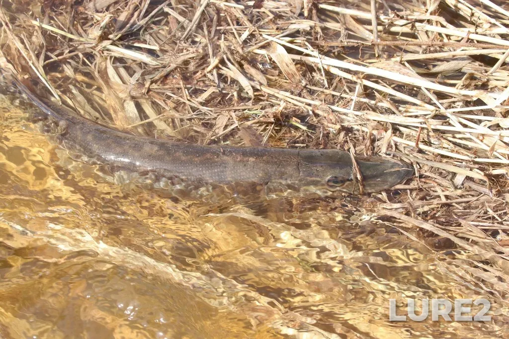 Pike — Syga, Apr 18, 2025, 2:36 PM