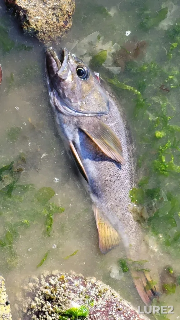 Rockfish — English Bay, Apr 18, 2025, 9:52 AM