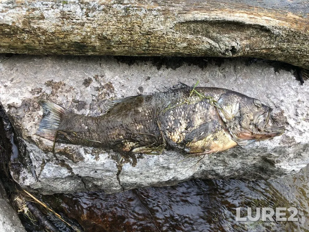 Largemouth bass — Eramosa River, Jun 17, 2019, 6:34 PM