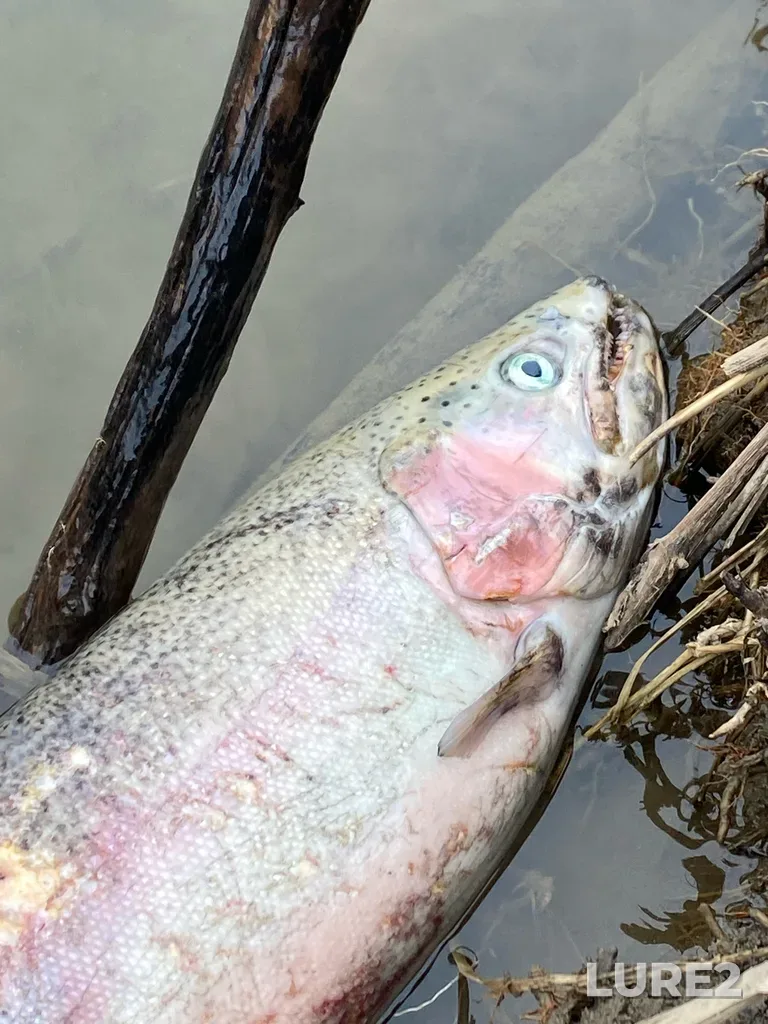Rainbow trout — Credit River, Apr 21, 2025, 3:18 PM