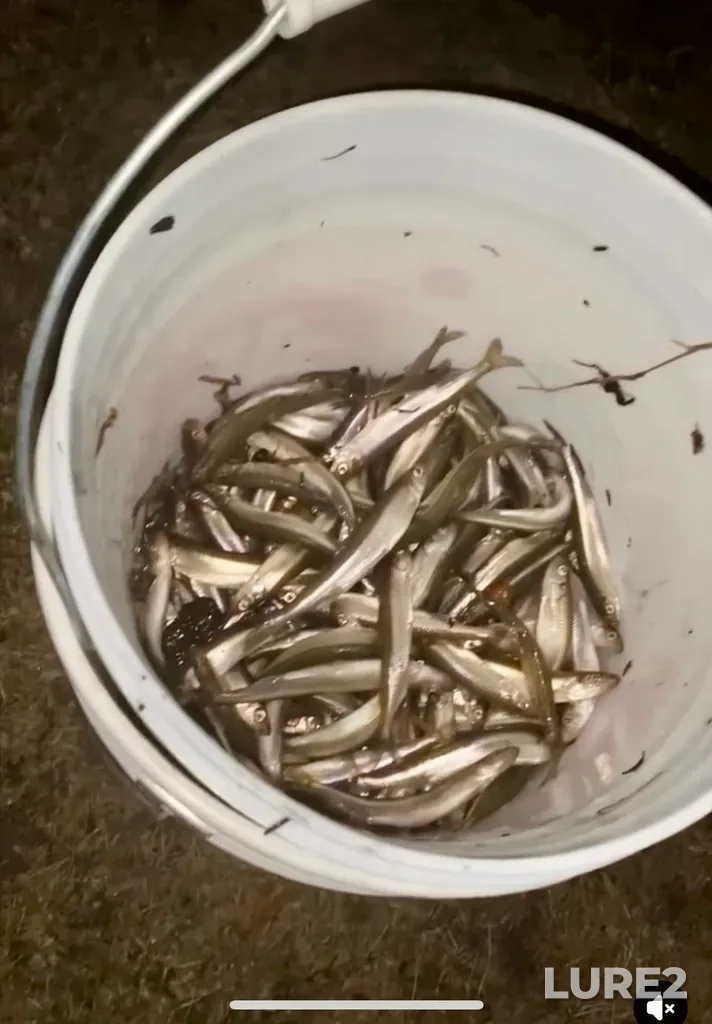 Rainbow smelt — Thessalon River, Apr 23, 2025, 1:21 AM