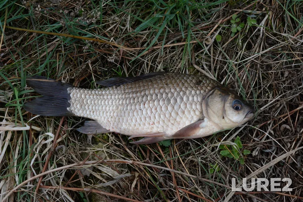 Crucian carp — Muromskiy r-n, Vladimirskaya obl., Rossiya, Apr 24, 2025, 10:04 AM
