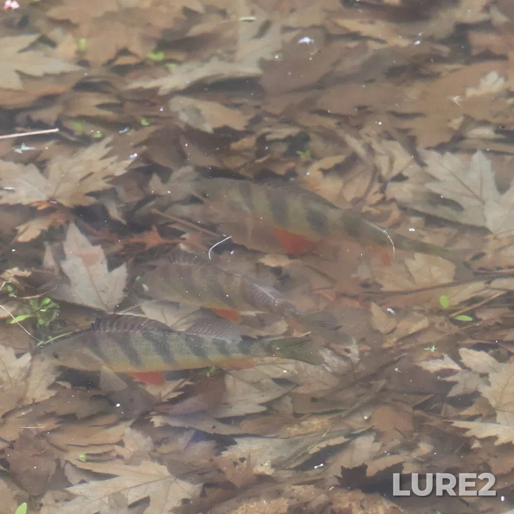 Yellow perch — Ossekeag Creek, Apr 24, 2025, 4:10 PM