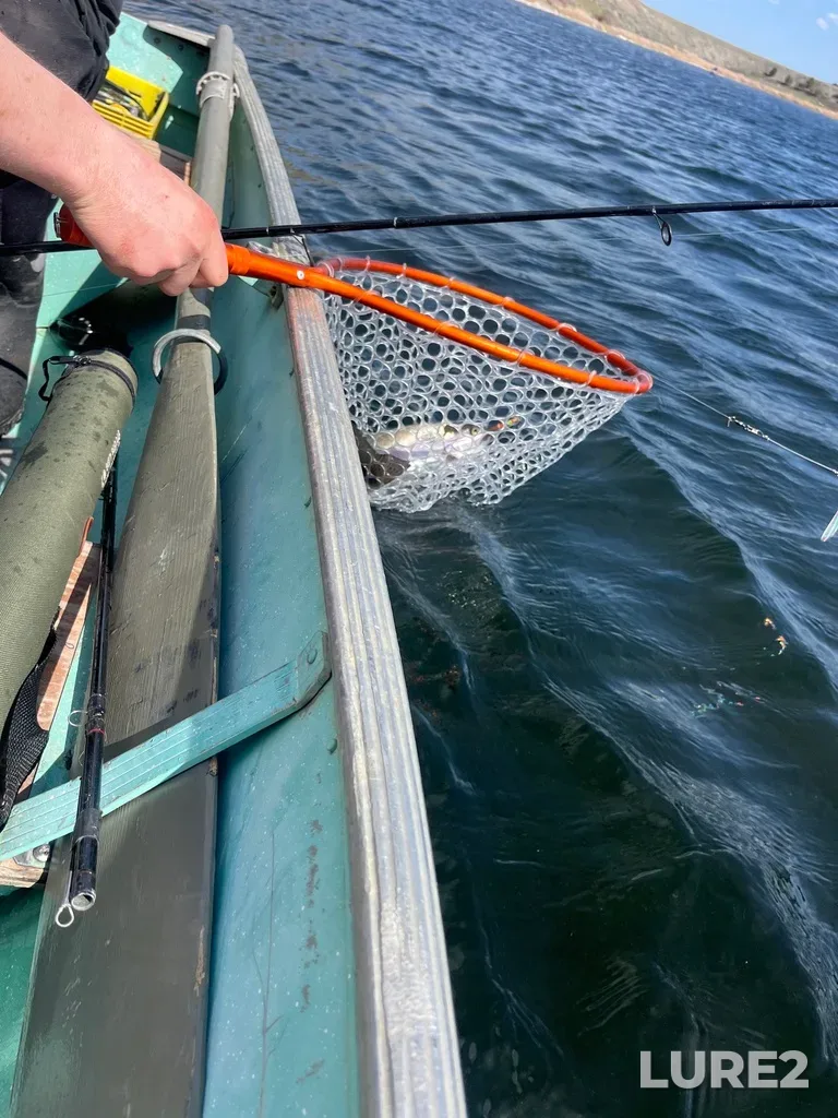 Rainbow trout — Jacko Lake, Apr 25, 2025, 3:03 PM
