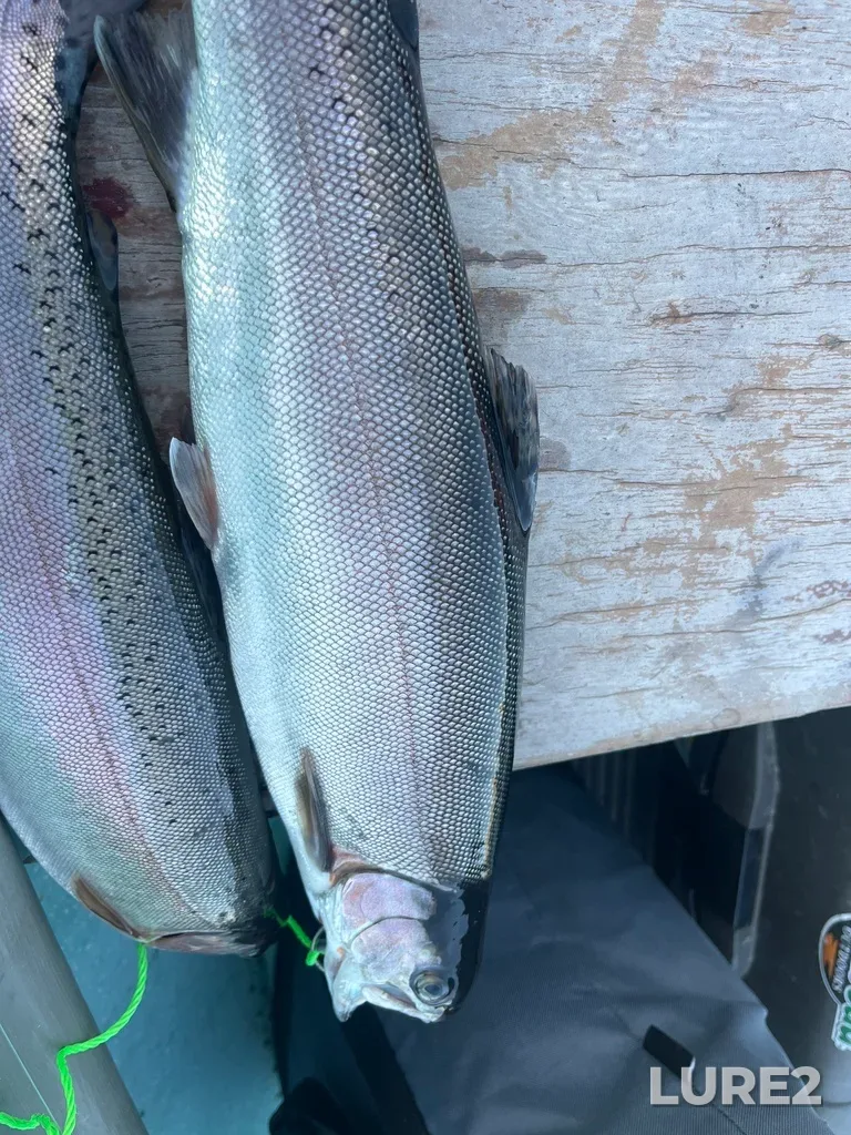 Rainbow trout — Jacko Lake, Apr 25, 2025, 6:47 PM
