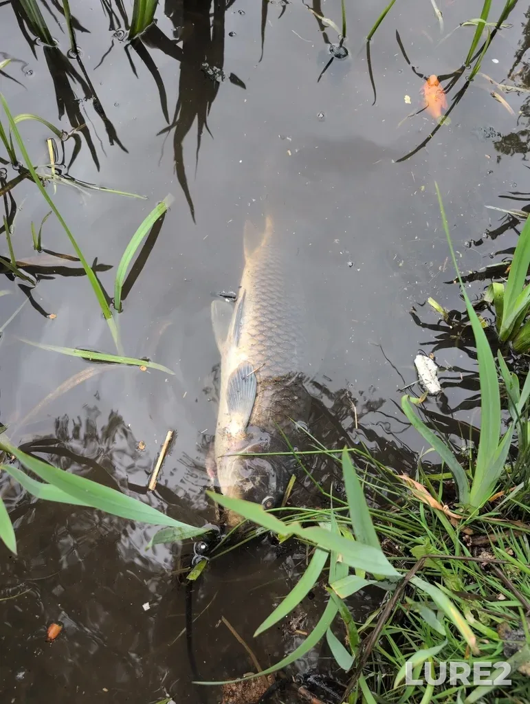 Carp — Burnaby Lake, Apr 27, 2025, 11:30 AM