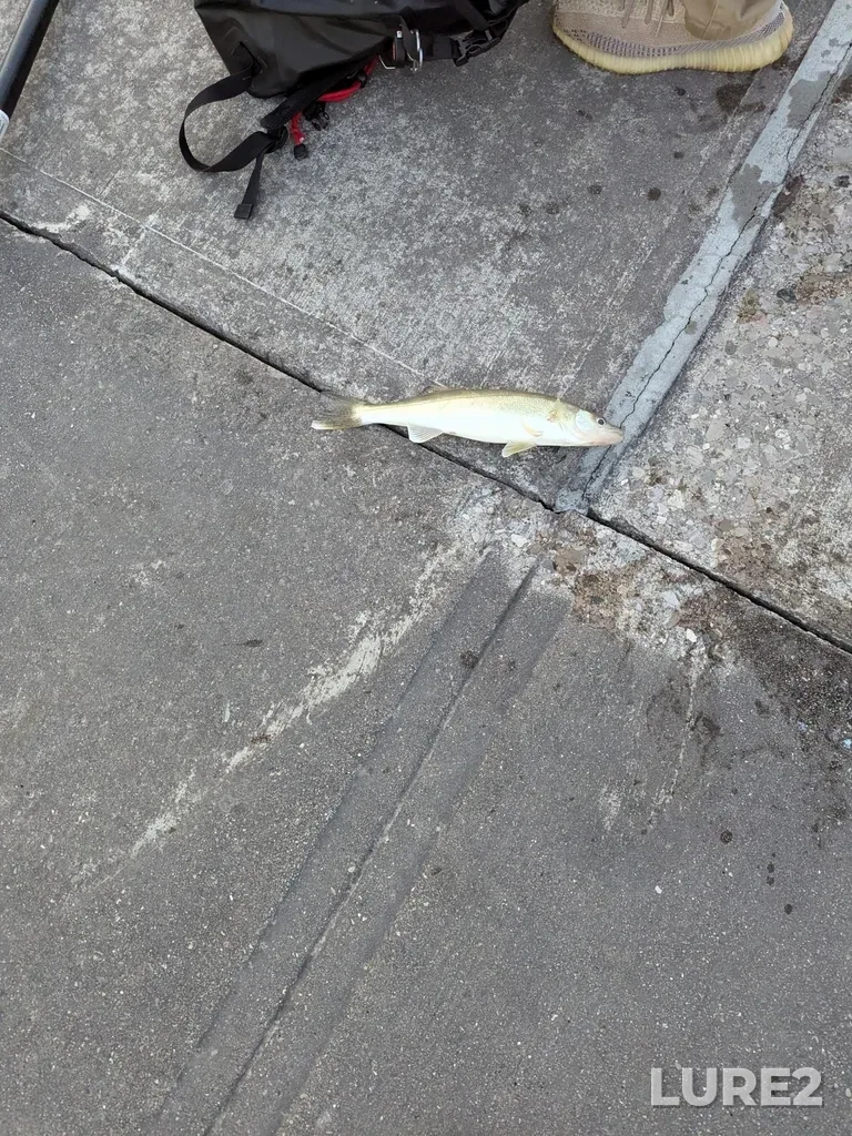 Walleye — Lake Huron, Apr 27, 2025