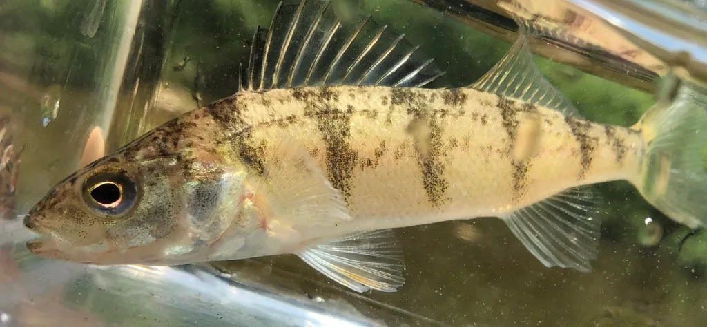 Yellow perch — Speed River, Jun 23, 2019