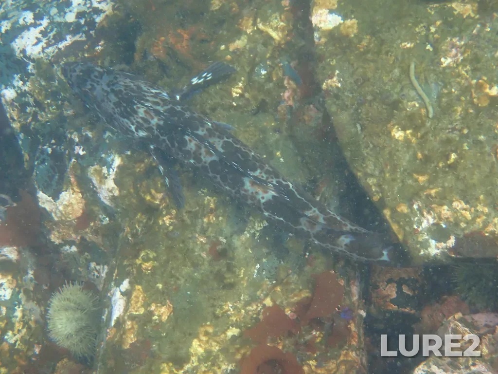 Lingcod — Victoria Outer Harbour, Apr 28, 2025, 10:53 AM