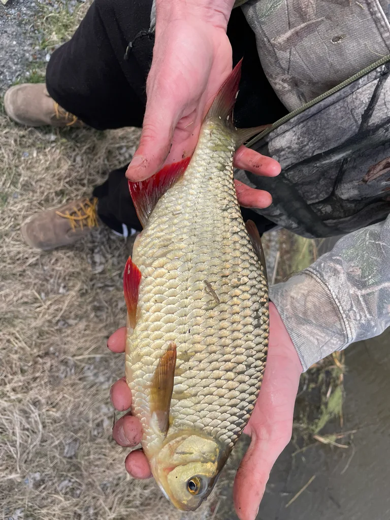 Rudd — Richelieu River, Apr 21, 2025