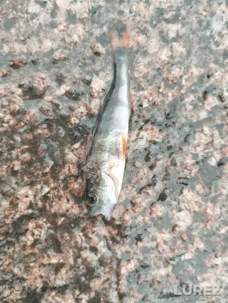 Perch — Shkiperskiy kanal, Apr 29, 2025, 4:16 PM