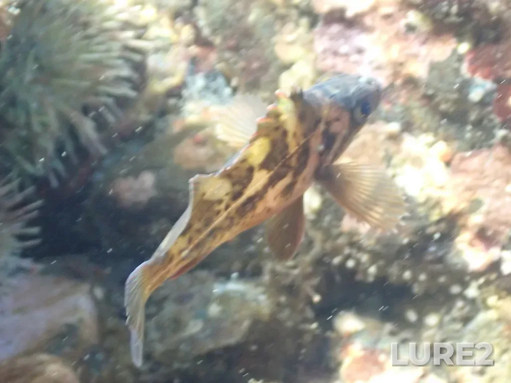 Rockfish — Ross Bay, Apr 30, 2025, 11:47 AM