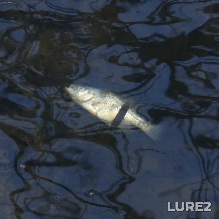 Black crappie — Grenadier Pond, Apr 27, 2025, 3:50 PM