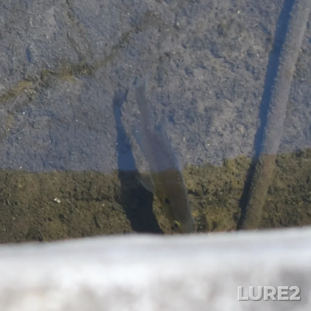Bluegill — Grenadier Pond, Apr 27, 2025, 3:51 PM