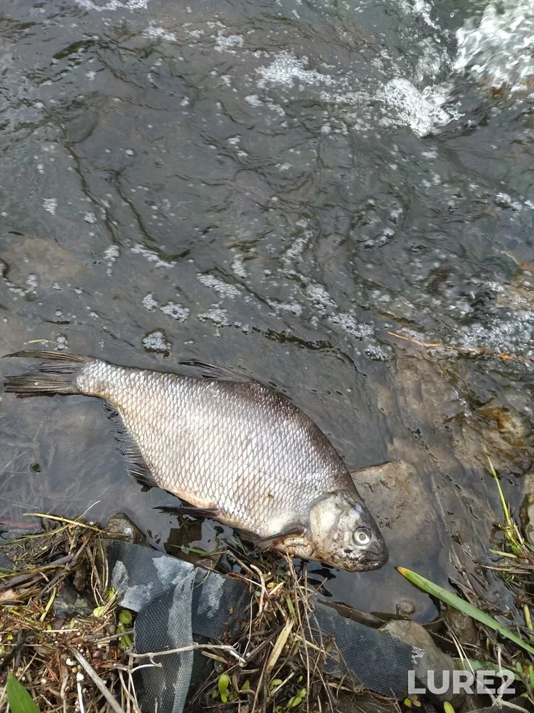 Bream — Zay, May 02, 2025, 2:38 PM
