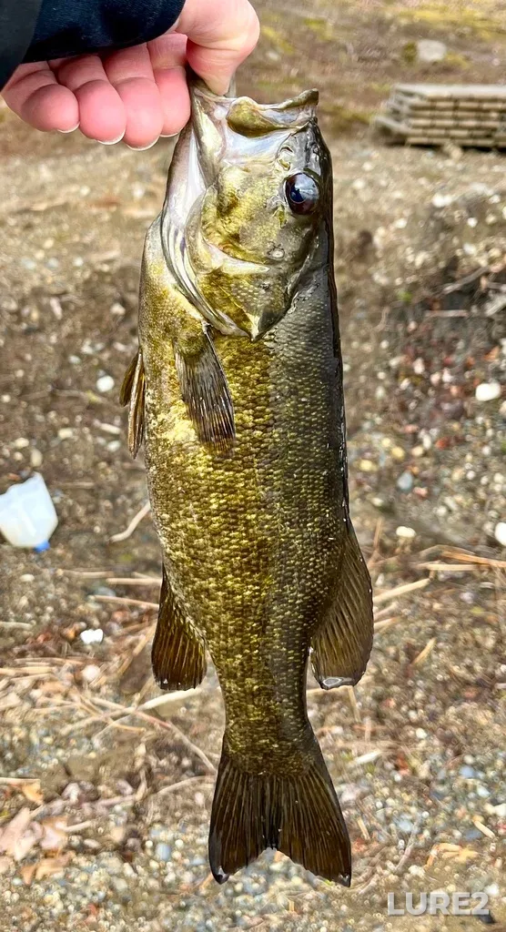 Smallmouth bass — Fancy Lake, May 02, 2025, 8:27 AM