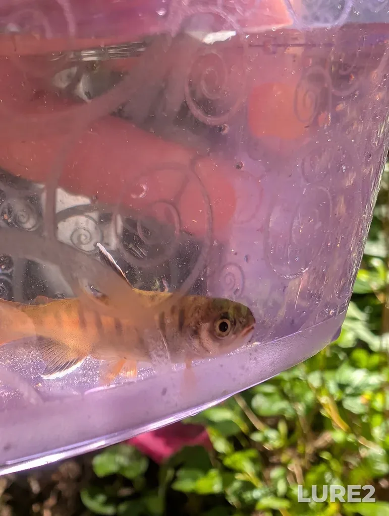 Coho salmon — Puntledge River, May 03, 2025, 11:21 AM