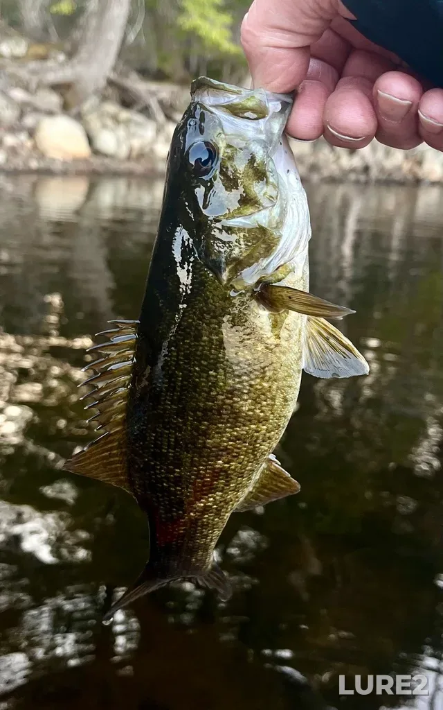 Smallmouth bass — Fancy Lake, May 03, 2025, 7:56 PM