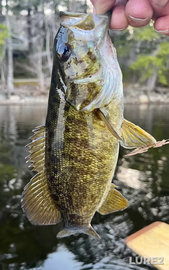 Smallmouth bass — Fancy Lake, May 03, 2025, 7:54 PM