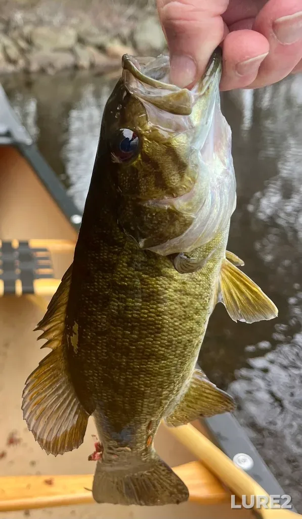 Smallmouth bass — Fancy Lake, May 04, 2025, 1:20 PM