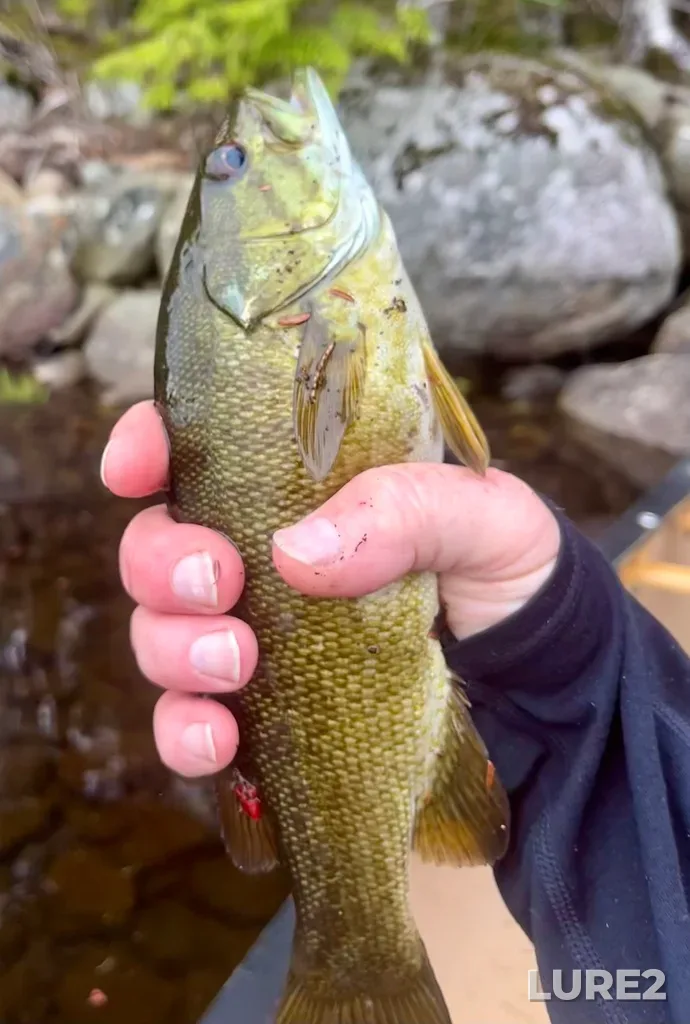Smallmouth bass — Fancy Lake, May 04, 2025, 1:11 PM