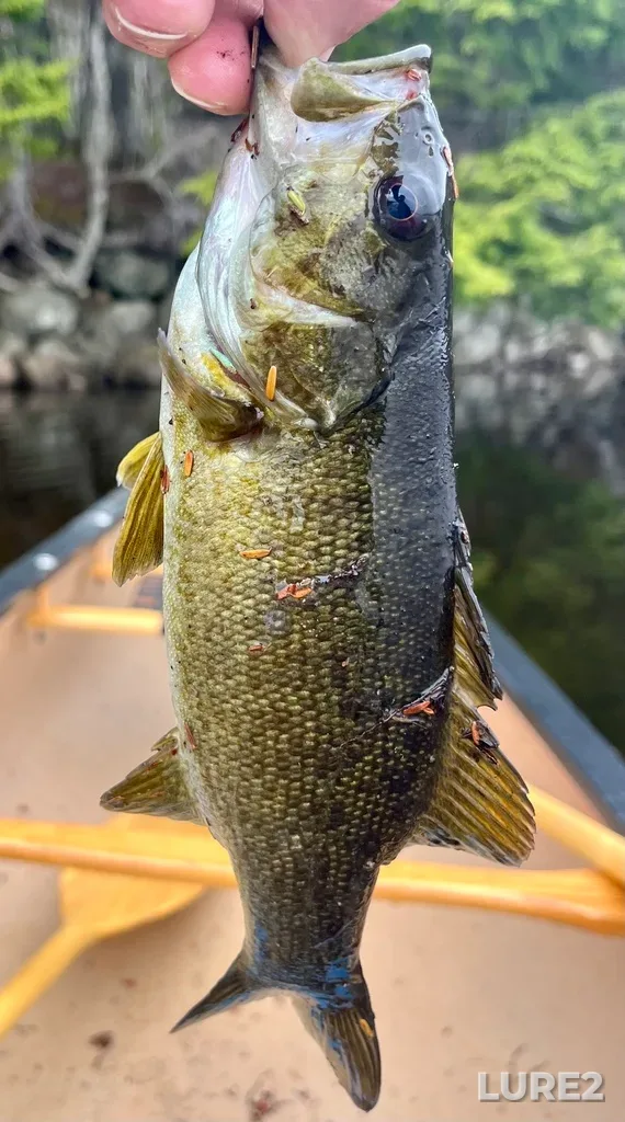 Smallmouth bass — Fancy Lake, May 04, 2025, 12:53 PM