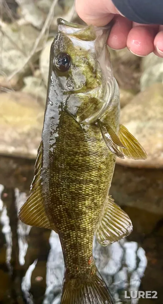 Smallmouth bass — Fancy Lake, May 04, 2025, 1:02 PM