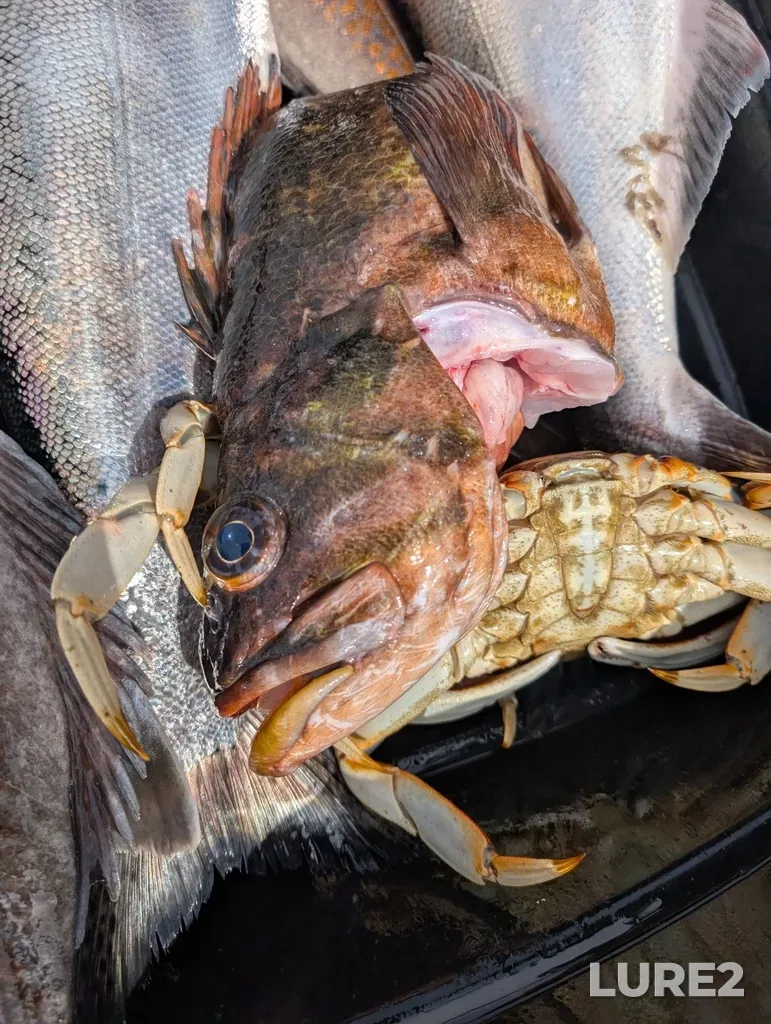 Rockfish — Oak Bay, May 11, 2025, 3:11 PM