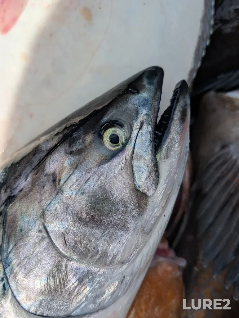 Chinook salmon — Oak Bay, May 11, 2025, 3:10 PM