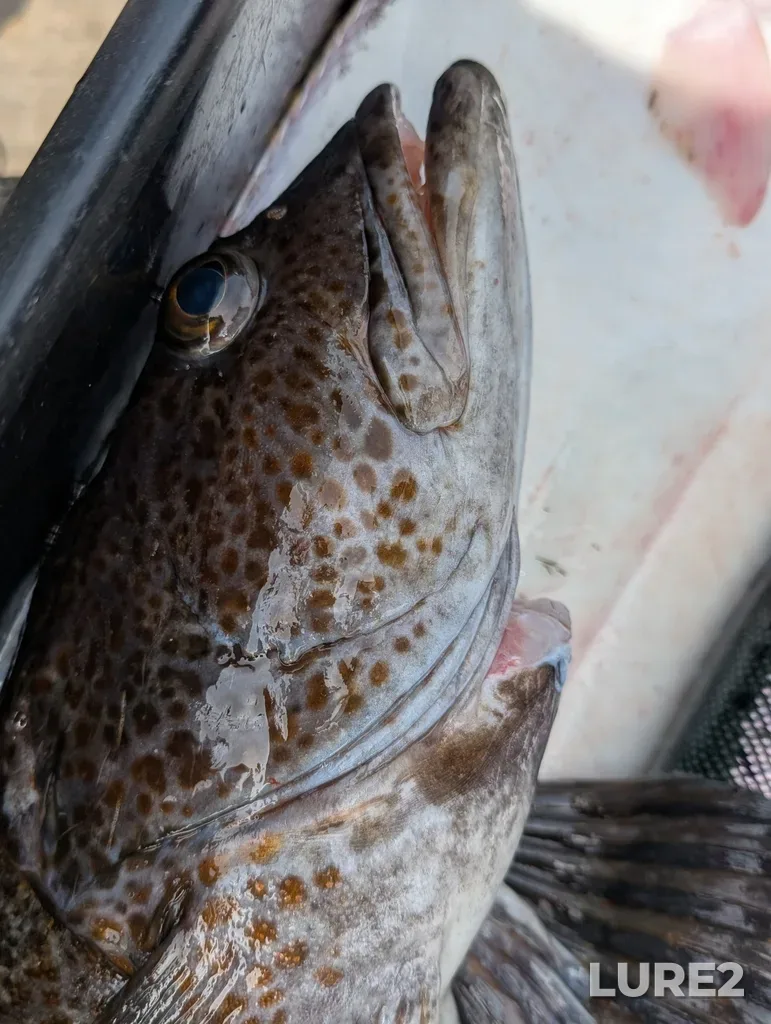 Lingcod — Oak Bay, May 11, 2025, 3:09 PM