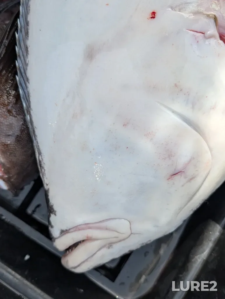 Atlantic halibut — Oak Bay, May 11, 2025, 3:09 PM