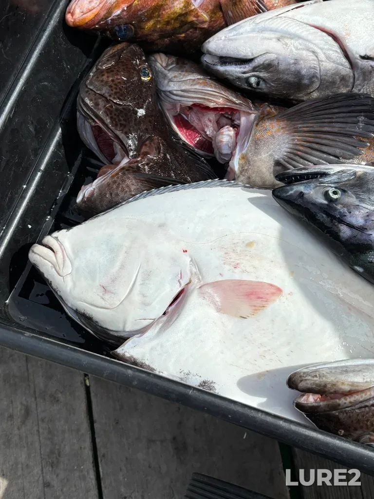 Atlantic halibut — Oak Bay, May 11, 2025, 3:08 PM