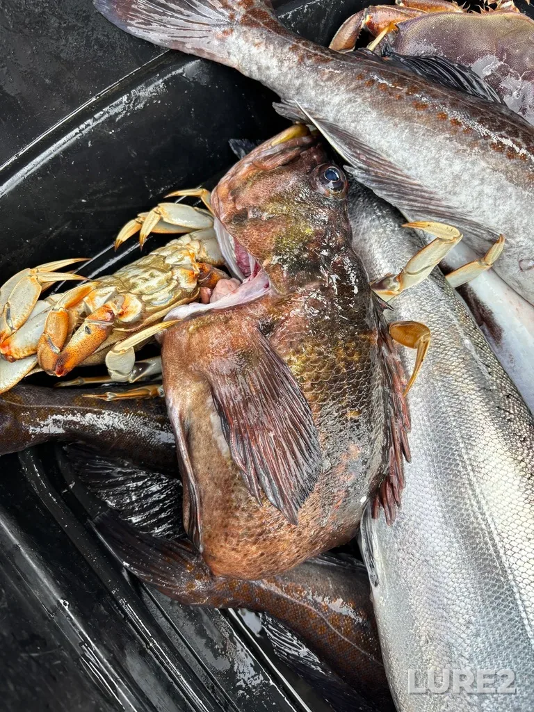 Rockfish — Oak Bay, May 11, 2025, 3:12 PM
