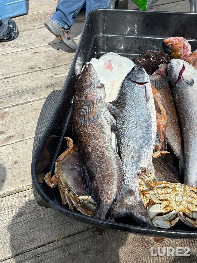 Lingcod — Oak Bay, May 11, 2025, 3:08 PM