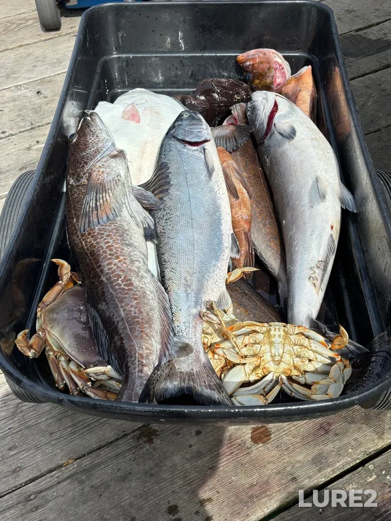 Chinook salmon — Oak Bay, May 11, 2025, 3:08 PM