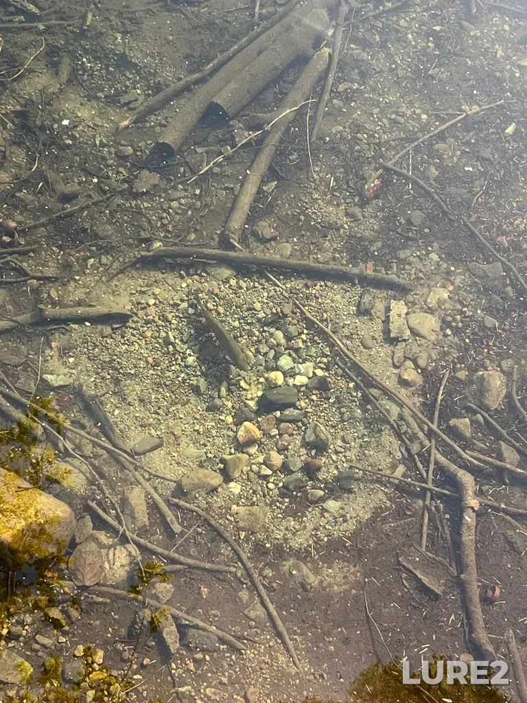 Smallmouth bass — Westwood Lake, May 11, 2025, 7:13 PM