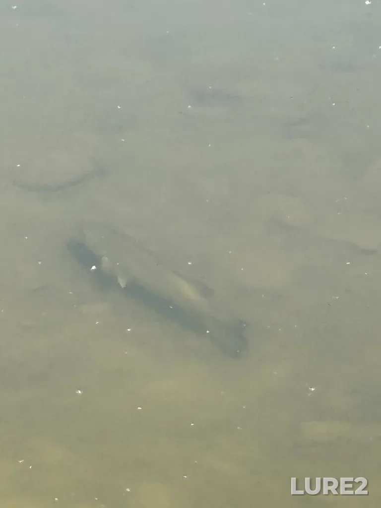 Smallmouth bass — Thames River, May 12, 2025, 12:19 PM
