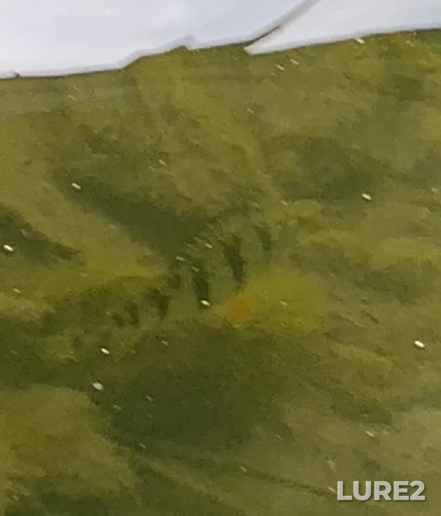 Yellow perch — Wilcox Lake, May 12, 2025, 3:56 PM